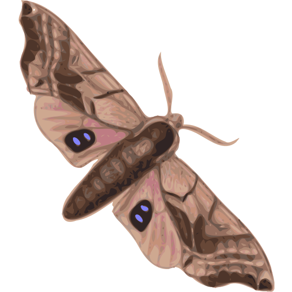 SVG Moth top view