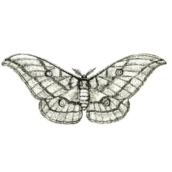 SVG Moth vector sketch