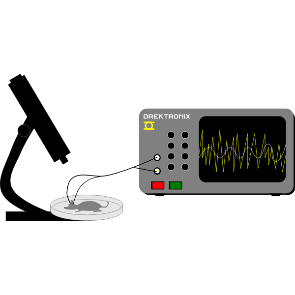 SVG Mouse EEG