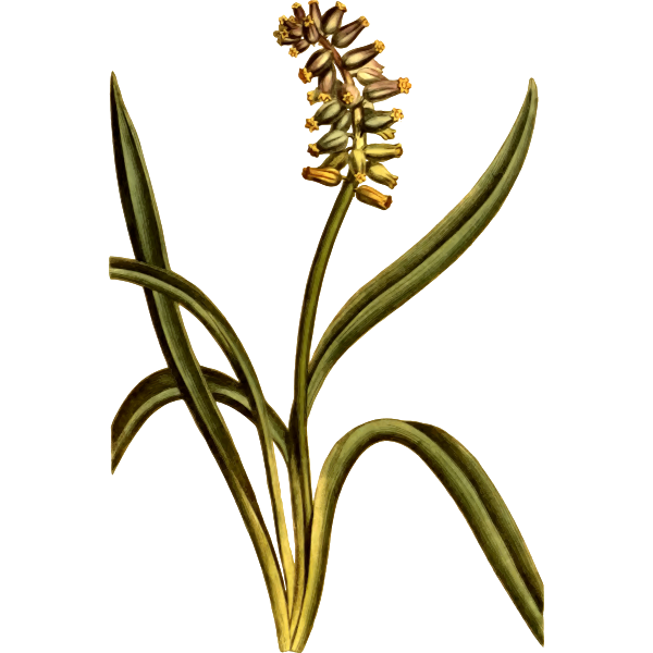 SVG Musk grape hyacinth