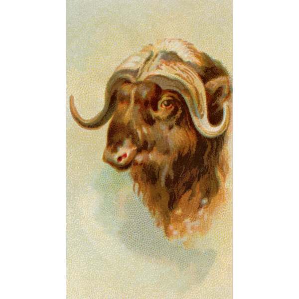 SVG Musk ox image