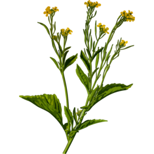 SVG Mustard plant