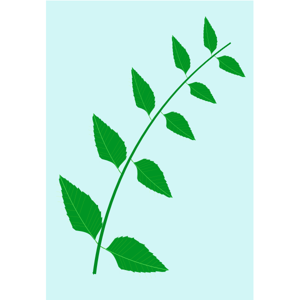 SVG Nature medic