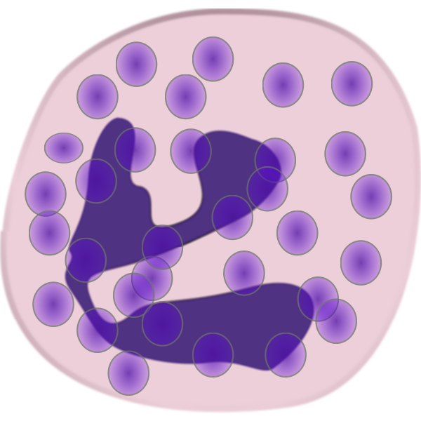 SVG neutrophil