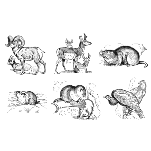 SVG North American animals
