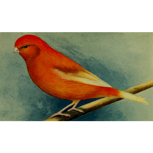 SVG Norwich Plainhead Canary