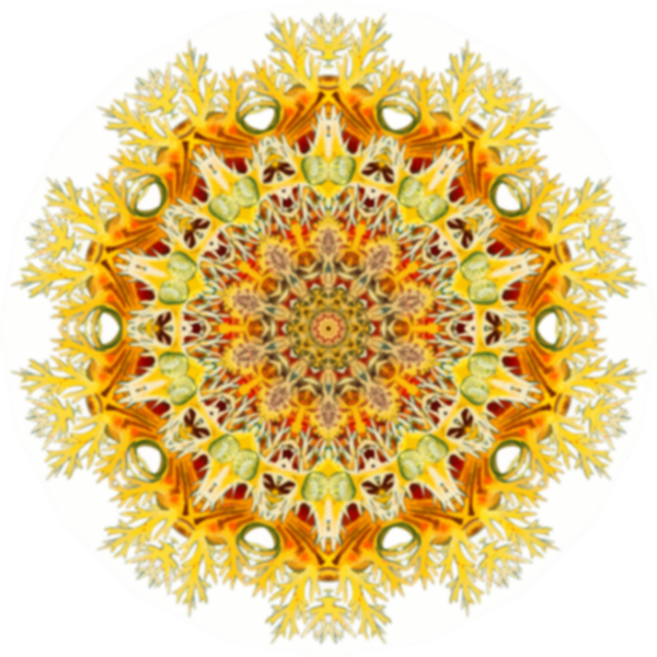 SVG Nudibranchia image