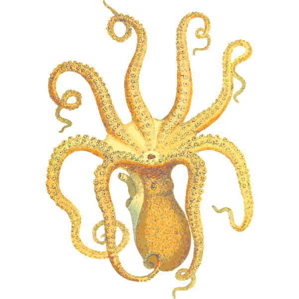 SVG Octopus Illustration