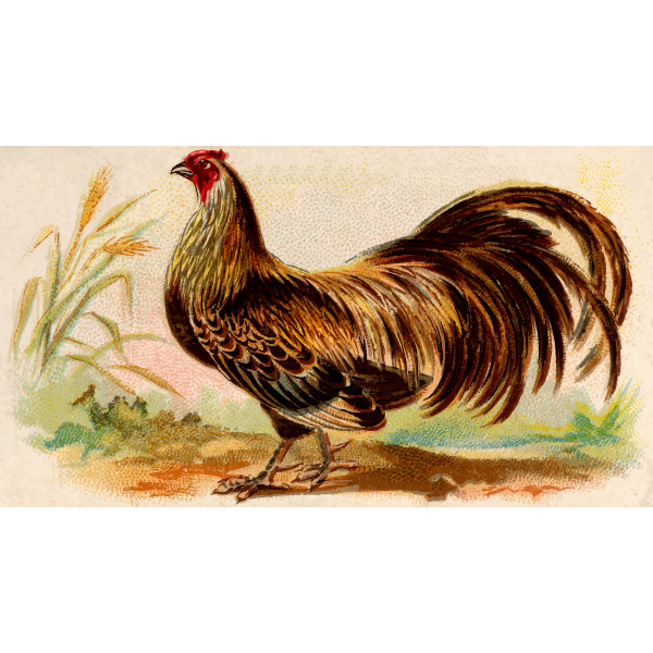 SVG Old chicken
