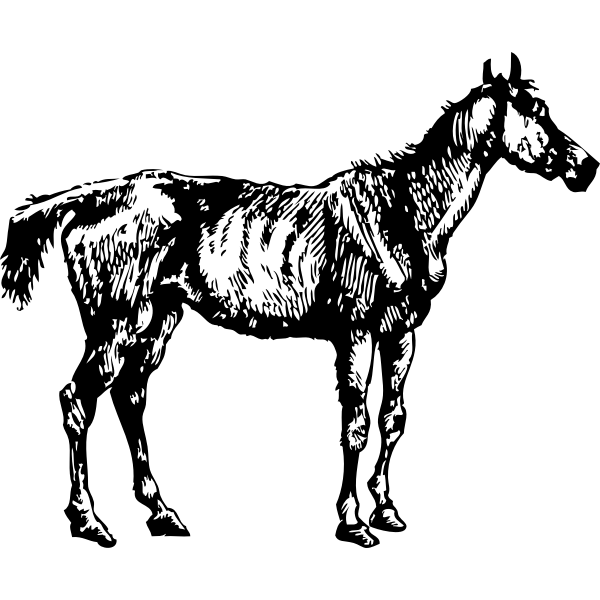 SVG old nag