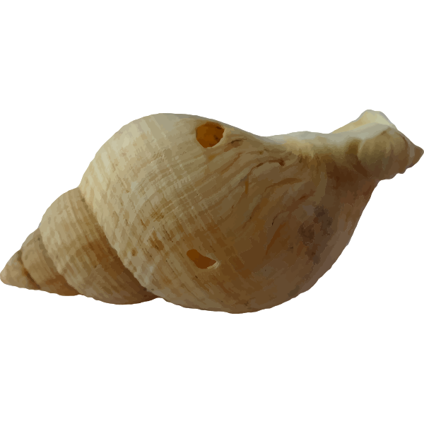 SVG Old shell