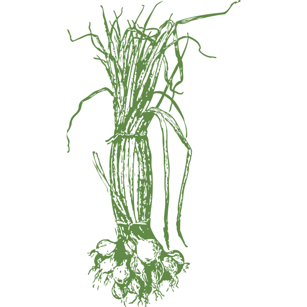SVG onions