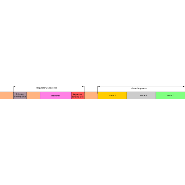 SVG Operon model Molecular Biology