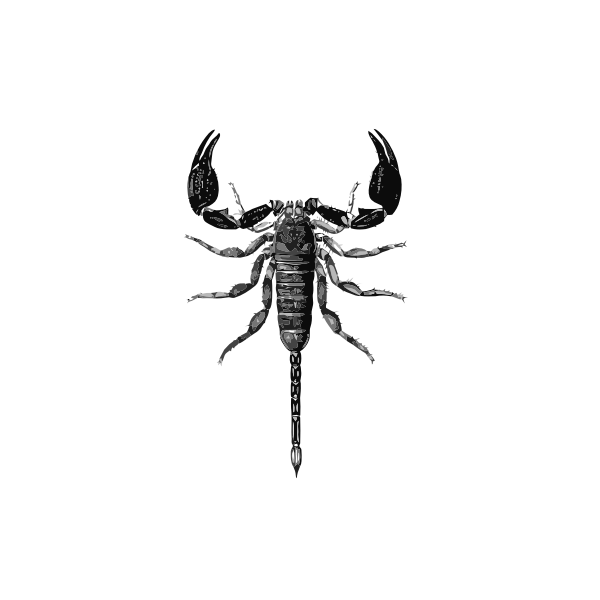 SVG Opisthacanthus rugiceps vector image