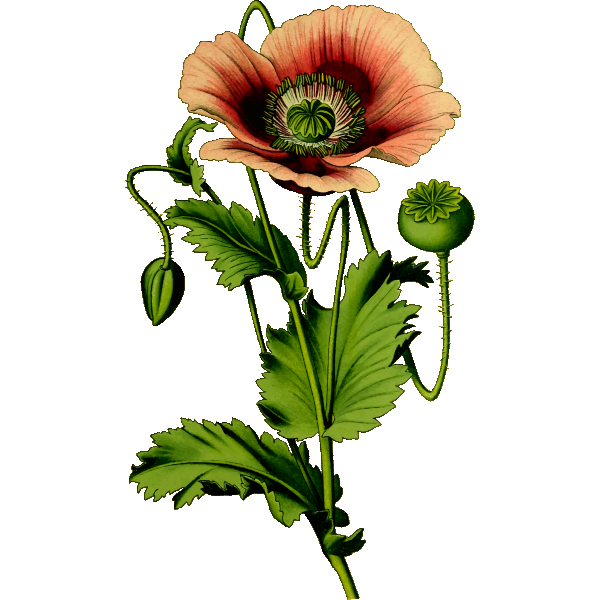 SVG Opium poppy drawing