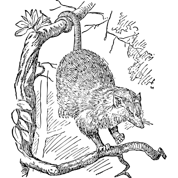 SVG opossum