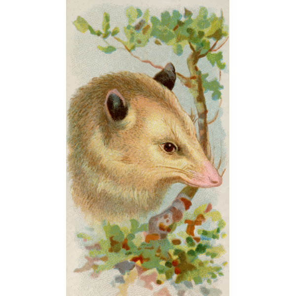 SVG Opossum image