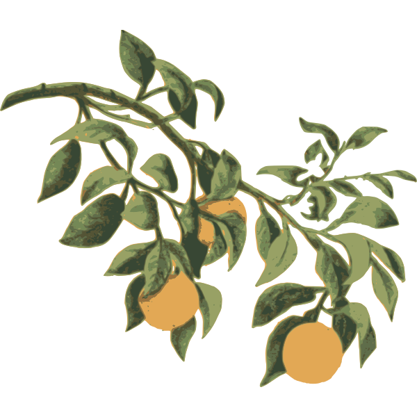 SVG Oranges on a branch