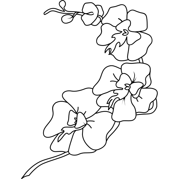 SVG Orchid-1574063214