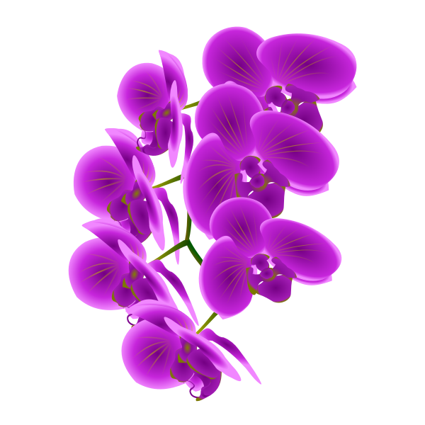 SVG Orchid branch