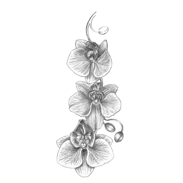 SVG Orchid sketch