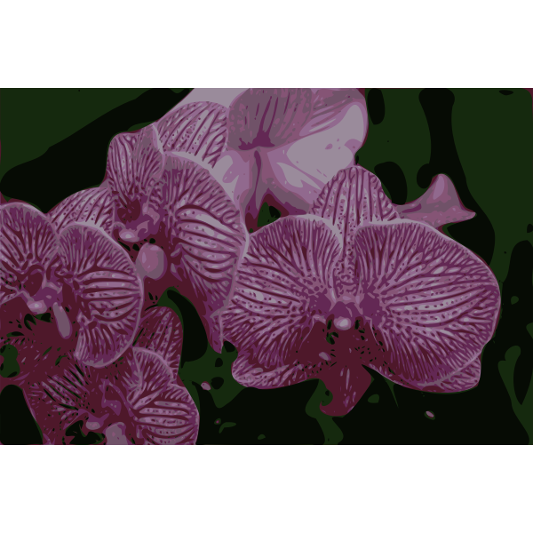 SVG Orchids