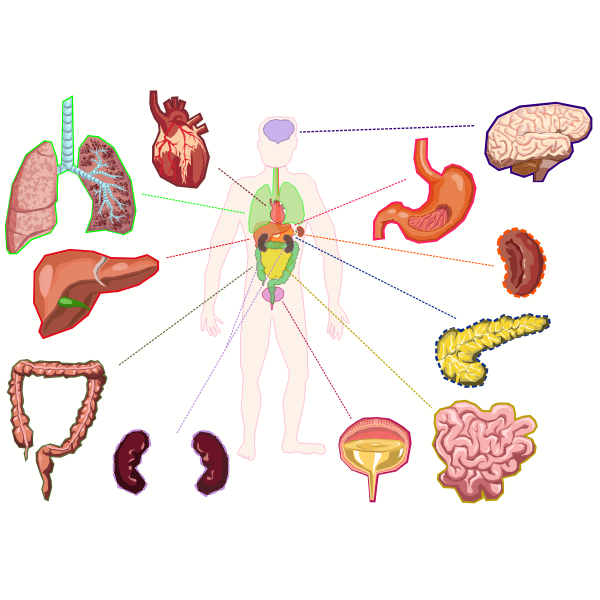 SVG Organs of the human body