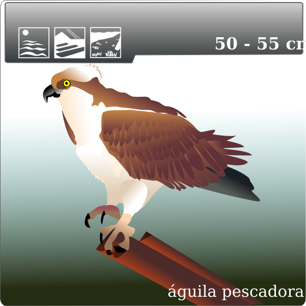 SVG osprey