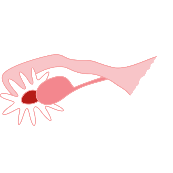 SVG Ovary drawing