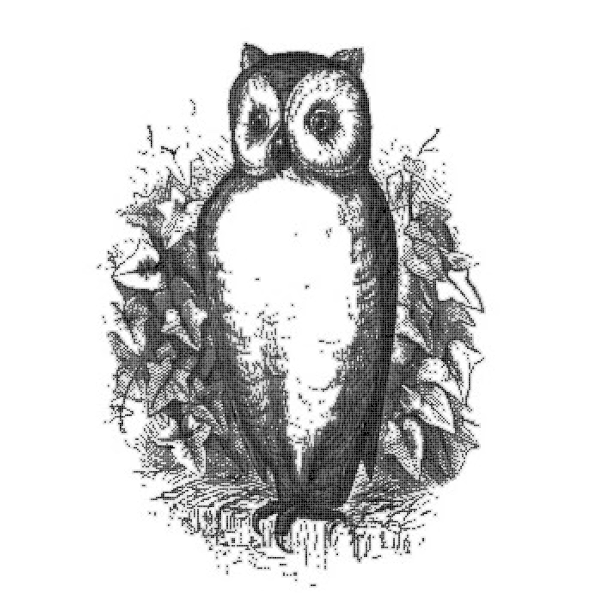 SVG Owl sketch