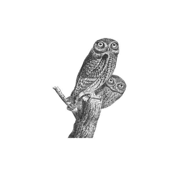 SVG Owls pair