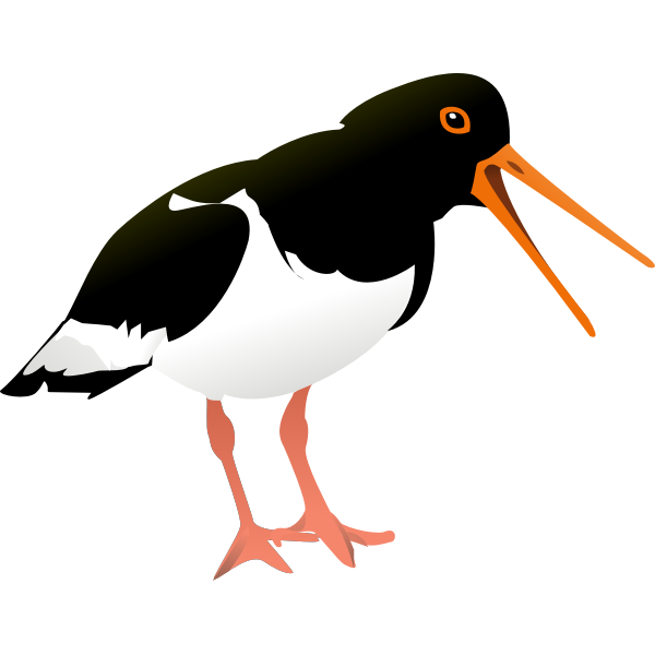 SVG Oystercatcher vector graphics