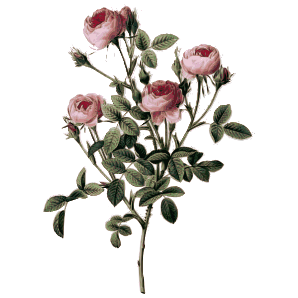 SVG Pale pink rose buds