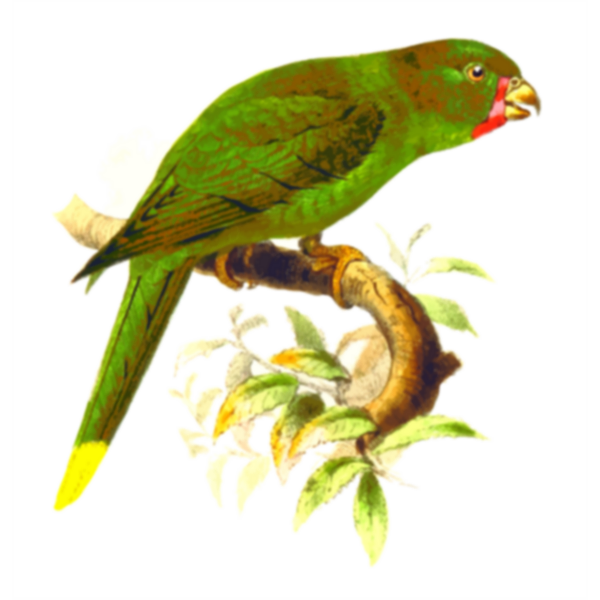 SVG Palm lorikeet
