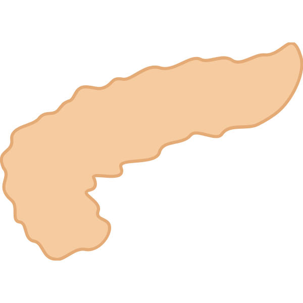 SVG Pancreas illustration