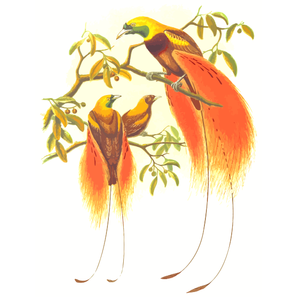 SVG Paradise birds