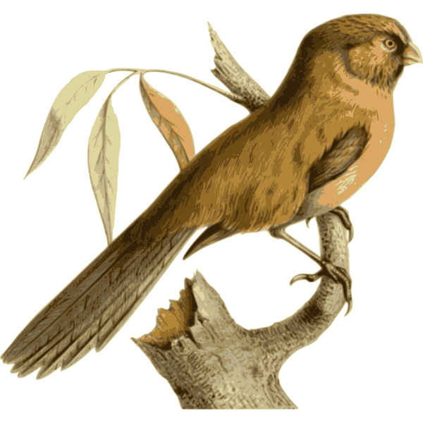 SVG Paradoxornisunicolor