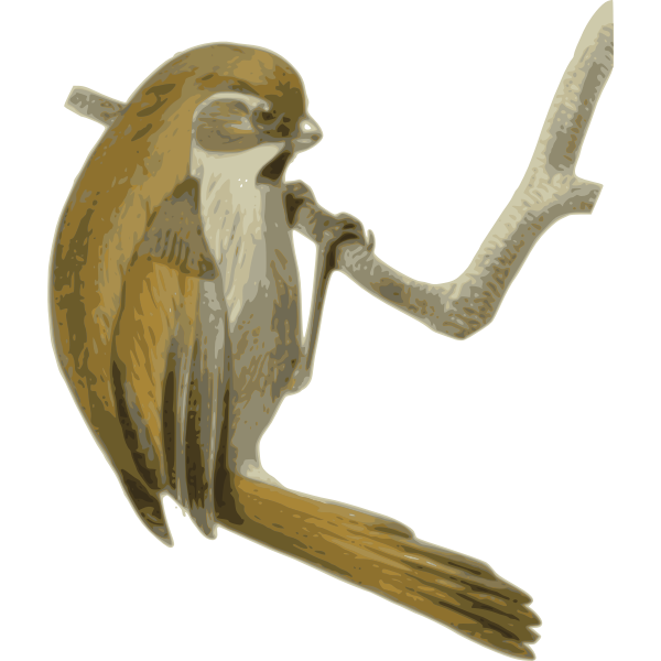 SVG Paradoxornisverreauxi
