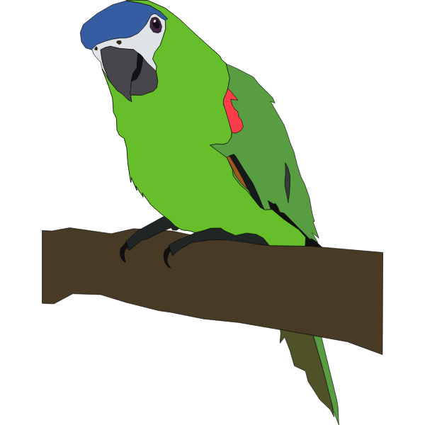 SVG parrot