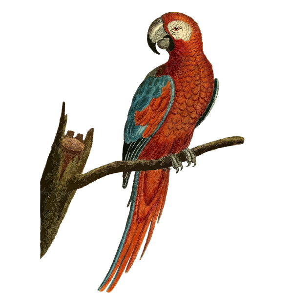 SVG Parrot vector image
