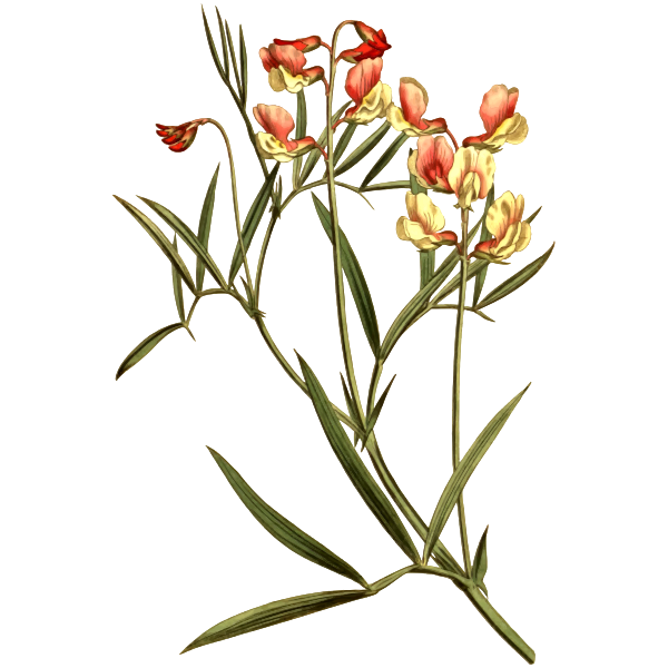 SVG Particoloured bitter vetch