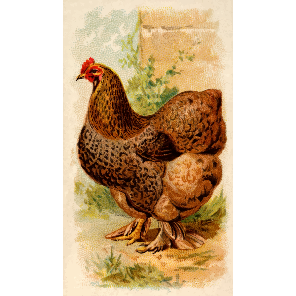 SVG Partridge Cochin Hen