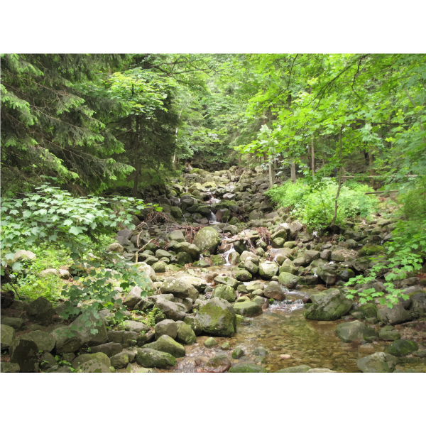SVG Peaceful Creek In The Woods