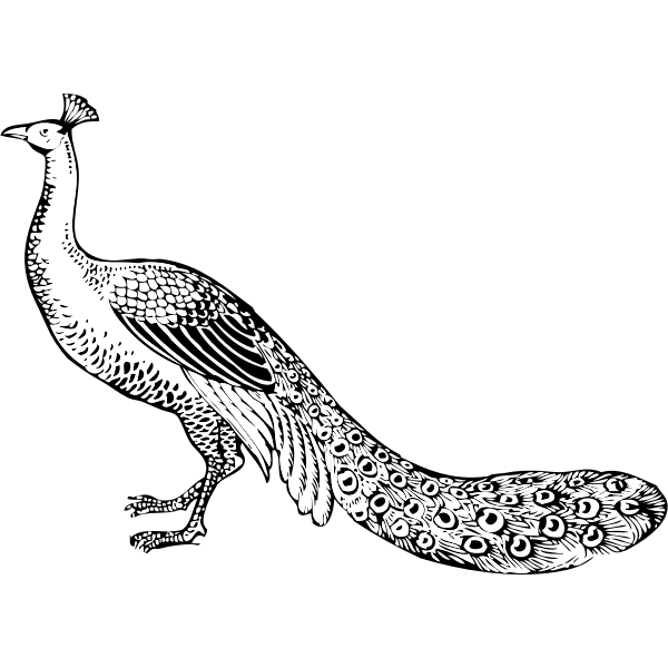 SVG peacock