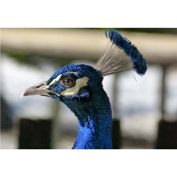 SVG Peacock Head Closeup