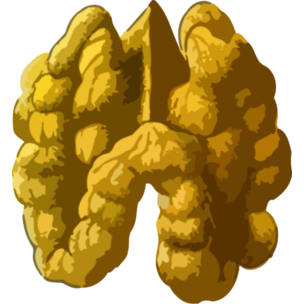 SVG Peeled walnut