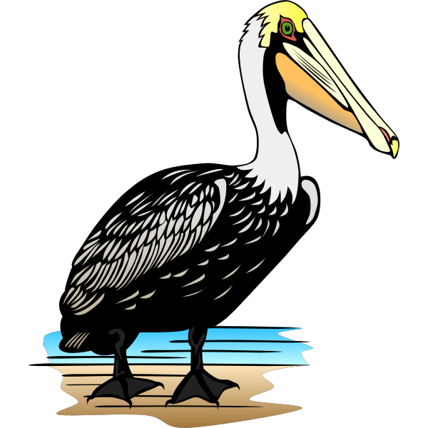 SVG Pelican bird vector image
