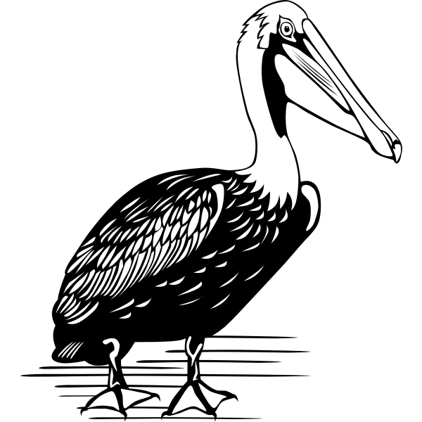 SVG Pelican vector drawing