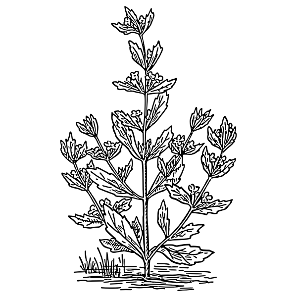 SVG Pennyroyal vector illustration