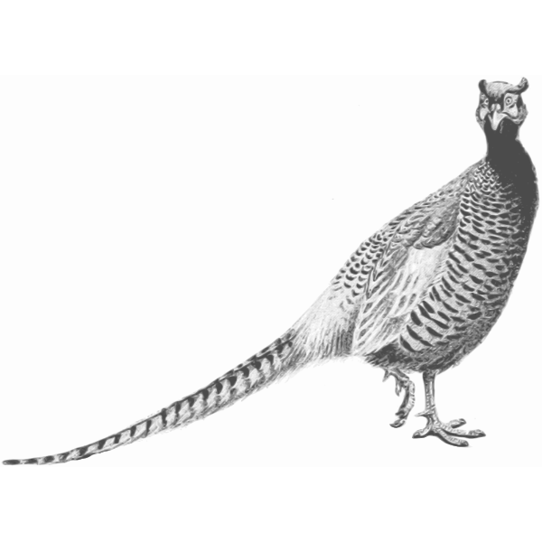 SVG Pheasant